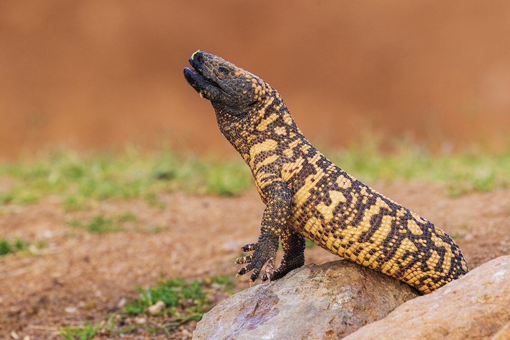 Gila monster drinking water art print by Ken Archer for $57.95 CAD