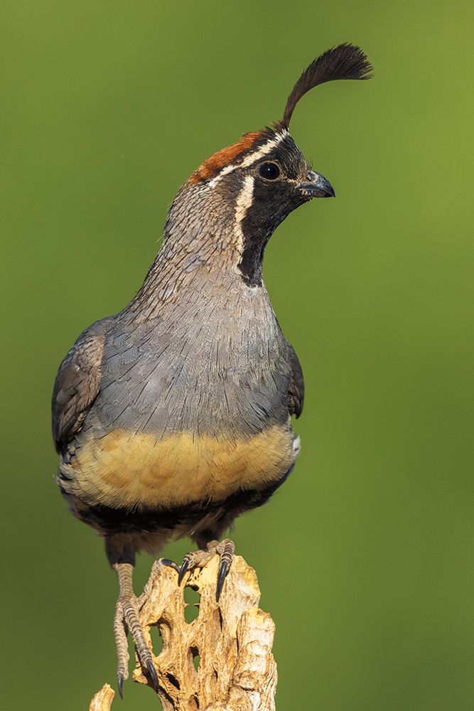 Gambels quail art print by Ken Archer for $57.95 CAD