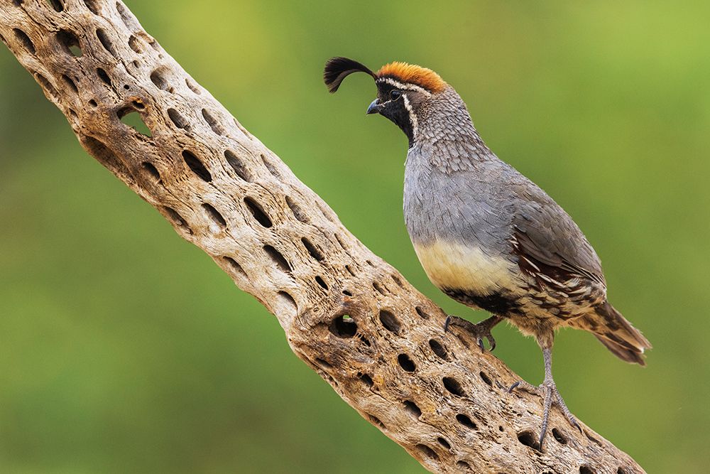 Male Gambels quail art print by Ken Archer for $57.95 CAD