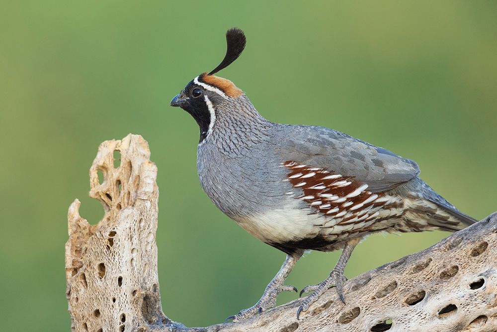 Male Gambels quail art print by Ken Archer for $57.95 CAD