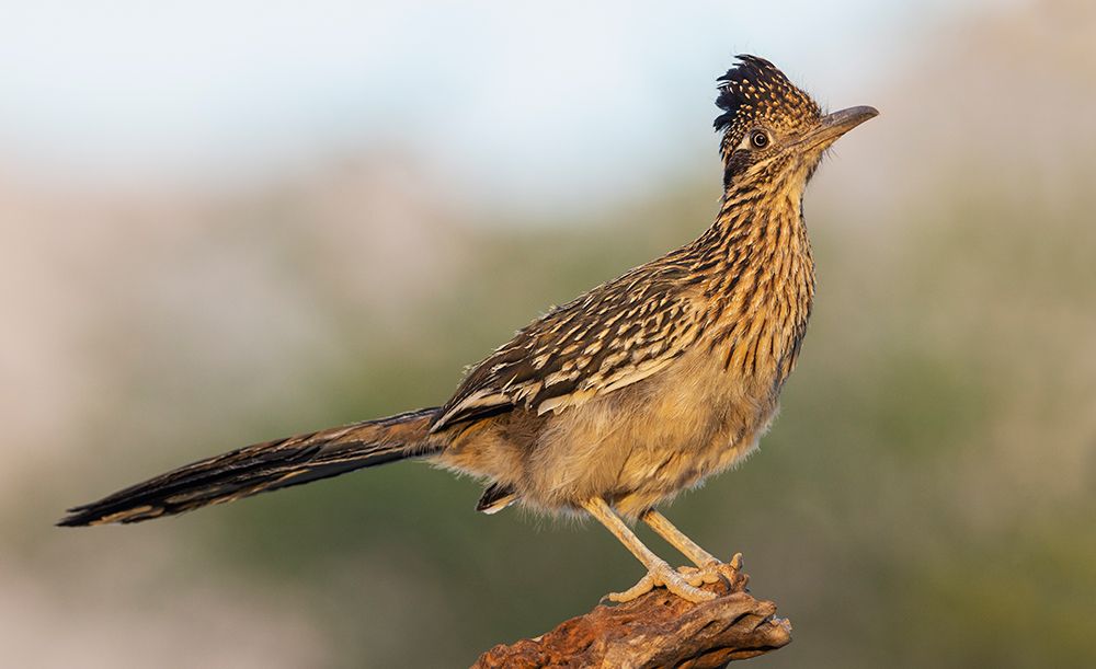 Greater roadrunner art print by Ken Archer for $57.95 CAD