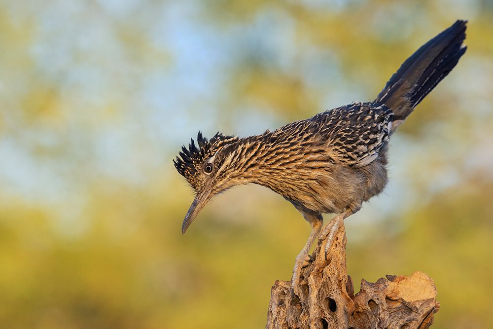 Greater roadrunner art print by Ken Archer for $57.95 CAD