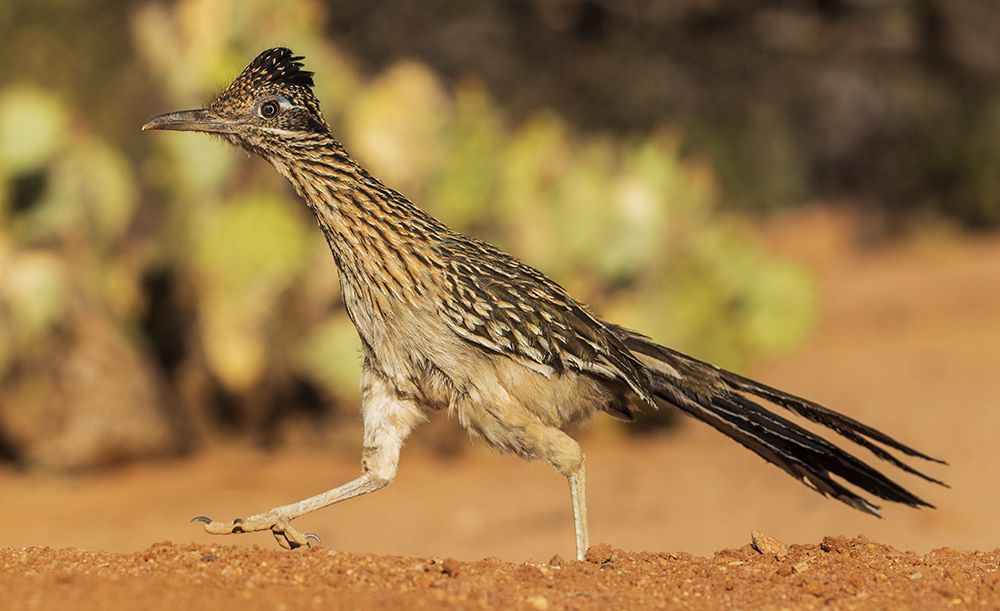 Greater roadrunner on the go art print by Ken Archer for $57.95 CAD