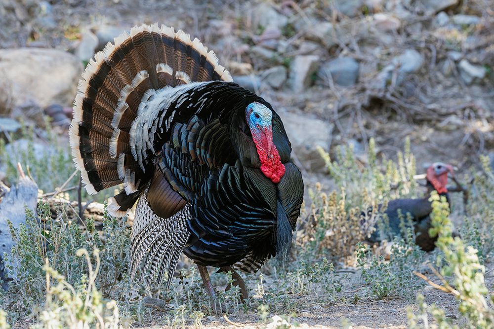 Merriams turkey courtship display art print by Ken Archer for $57.95 CAD