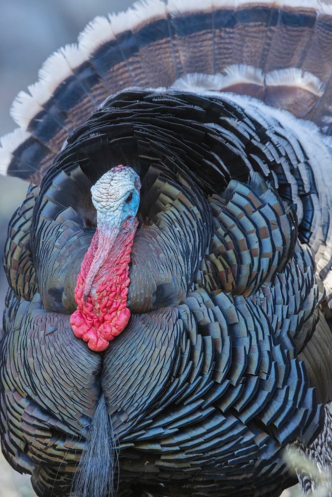Merriams turkey close-up art print by Ken Archer for $57.95 CAD