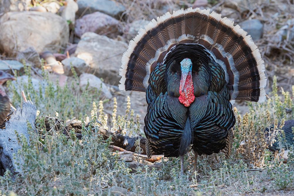 Merriams turkey courtship display art print by Ken Archer for $57.95 CAD