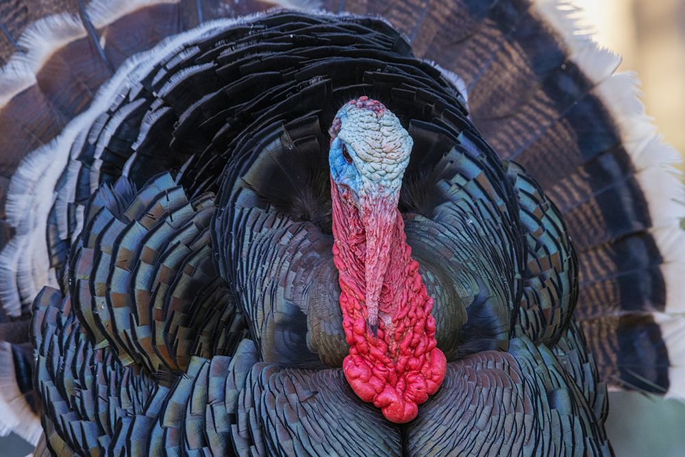 Merriams turkey courtship display art print by Ken Archer for $57.95 CAD