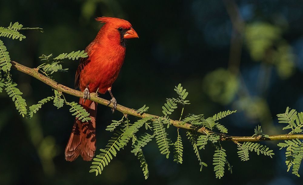 Northern cardinal art print by Ken Archer for $57.95 CAD