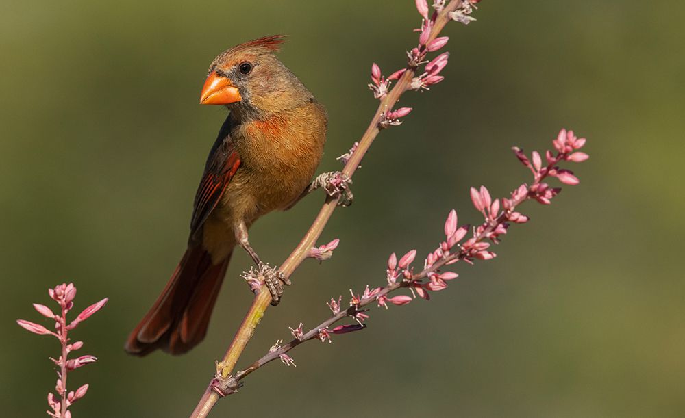 Female northern cardinal art print by Ken Archer for $57.95 CAD
