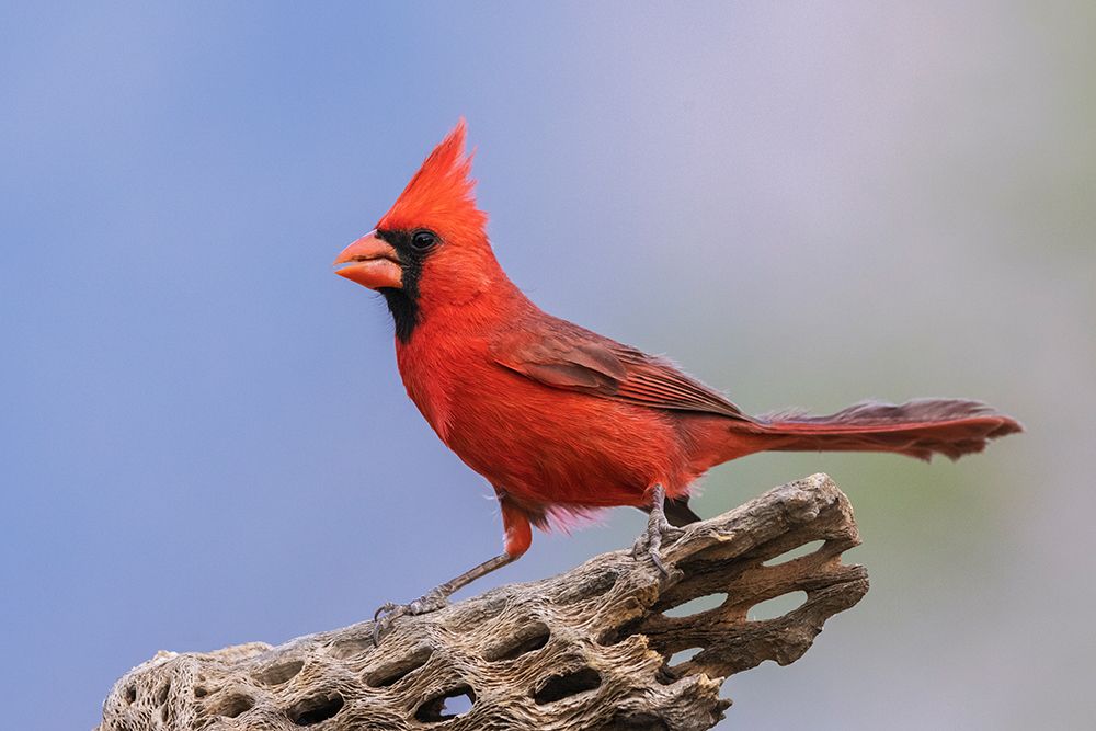 Northern cardinal art print by Ken Archer for $57.95 CAD