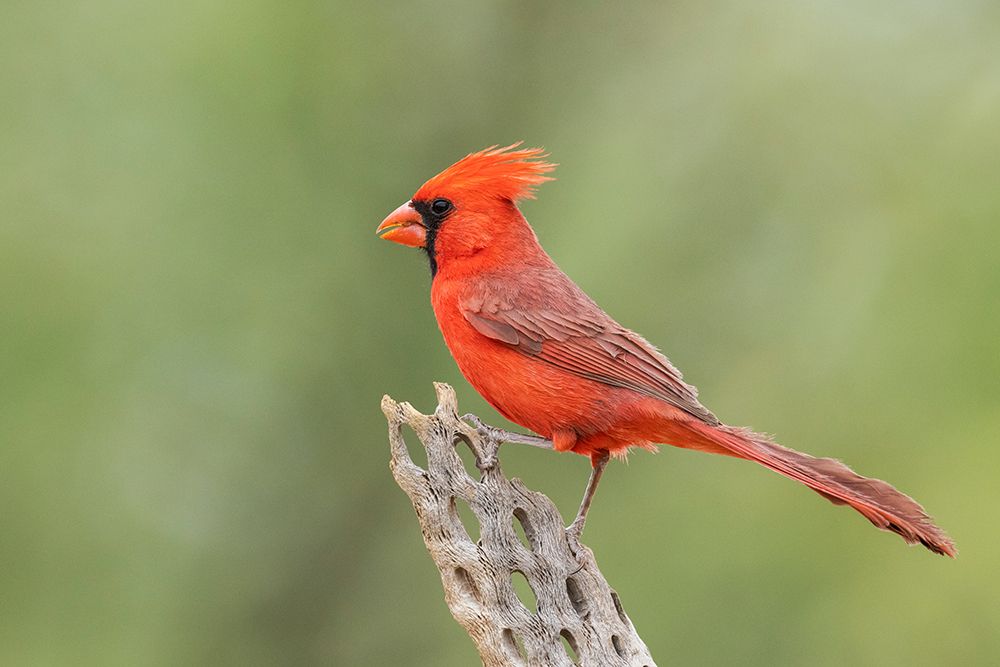 Northern cardinal art print by Ken Archer for $57.95 CAD
