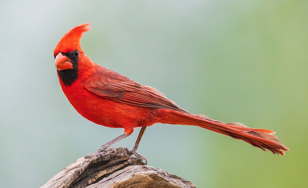 Northern cardinal art print by Ken Archer for $57.95 CAD