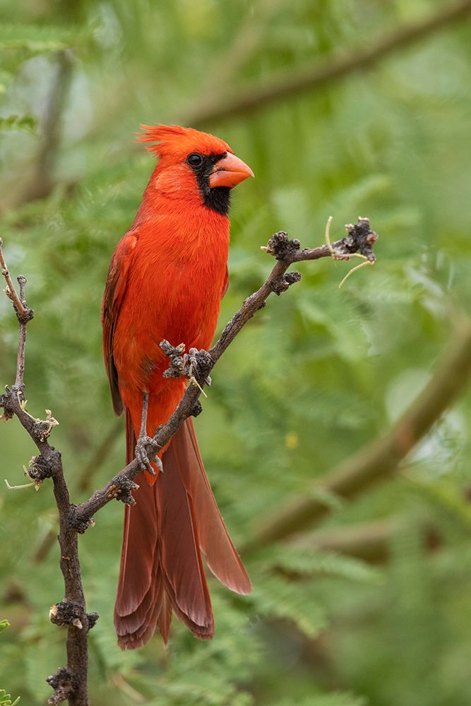 Northern cardinal art print by Ken Archer for $57.95 CAD