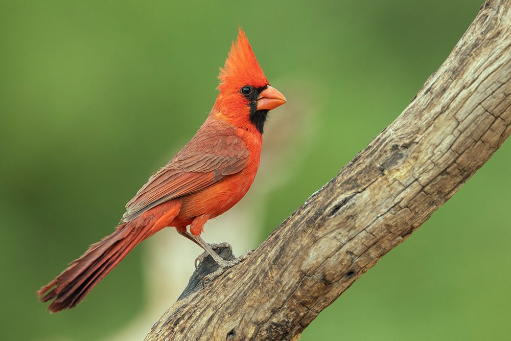 Northern cardinal art print by Ken Archer for $57.95 CAD