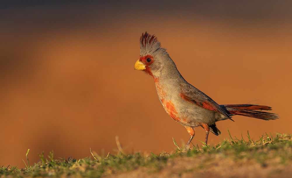 Male pyrrhuloxia art print by Ken Archer for $57.95 CAD