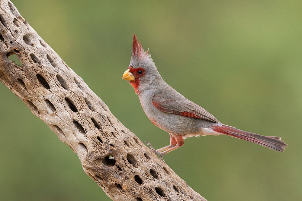 Male pyrrhuloxia art print by Ken Archer for $57.95 CAD