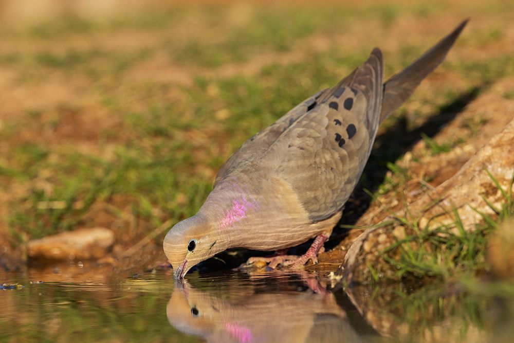 Mourning dove art print by Ken Archer for $57.95 CAD