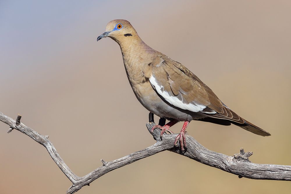 White-winged dove art print by Ken Archer for $57.95 CAD
