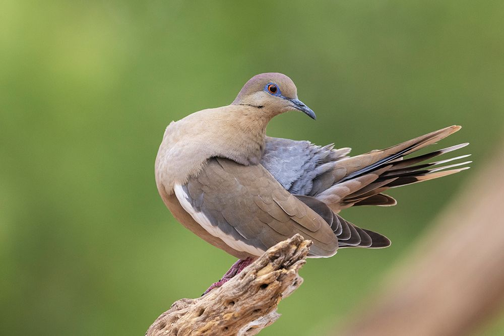 White-winged dove preening art print by Ken Archer for $57.95 CAD