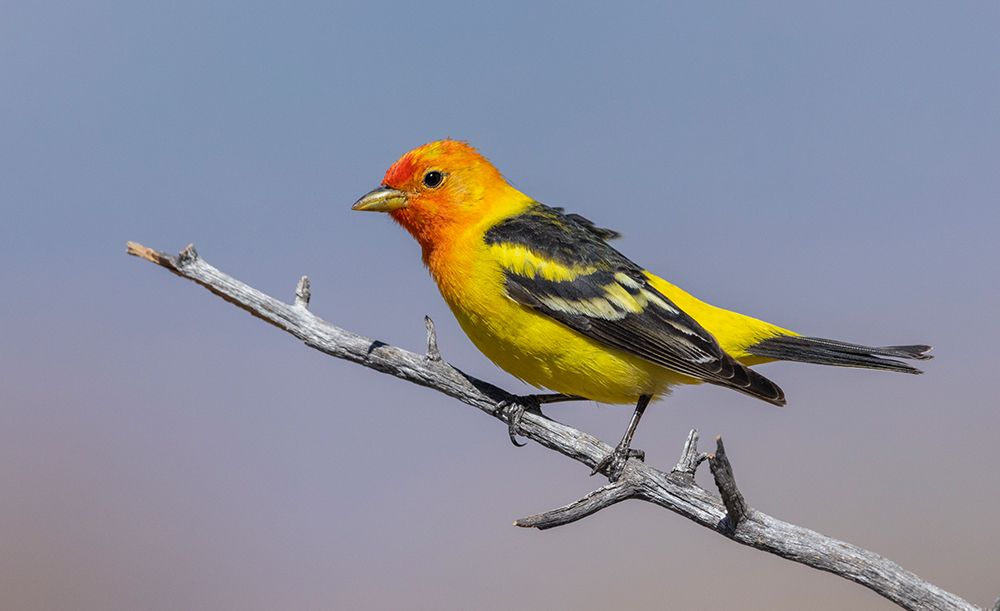 Western tanager art print by Ken Archer for $57.95 CAD