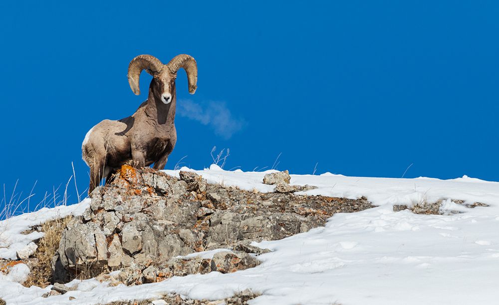 Bighorn sheep ram-frosty breath art print by Ken Archer for $57.95 CAD