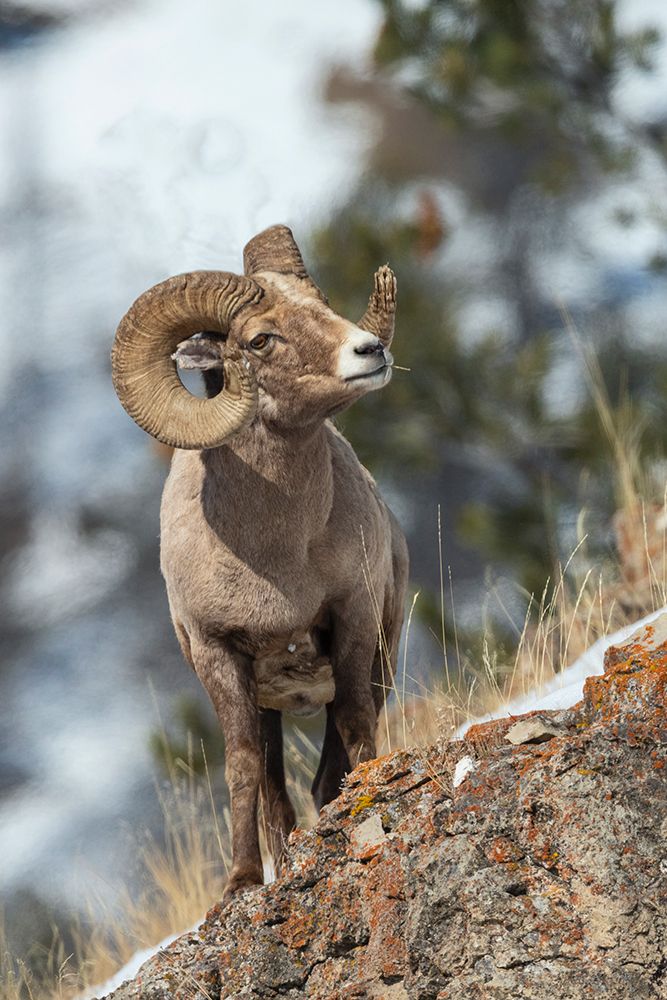Bighorn sheep ram art print by Ken Archer for $57.95 CAD