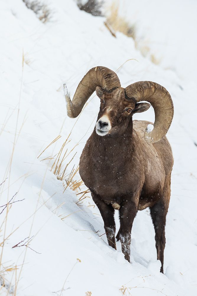 Bighorn sheep ram art print by Ken Archer for $57.95 CAD