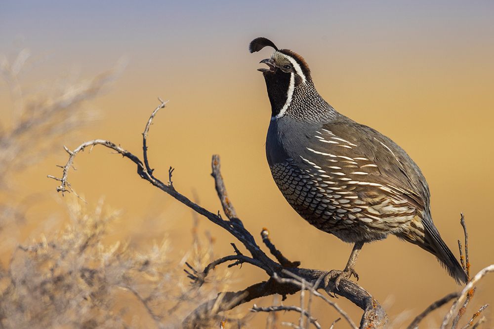 Male California quail calling art print by Ken Archer for $57.95 CAD