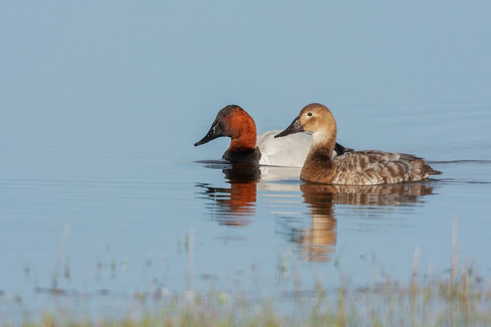 Canvasback pair art print by Ken Archer for $57.95 CAD