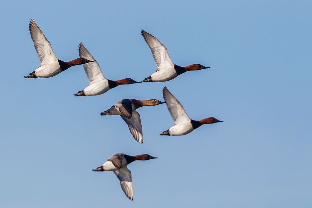 Canvasback flock-courtship flight art print by Ken Archer for $57.95 CAD