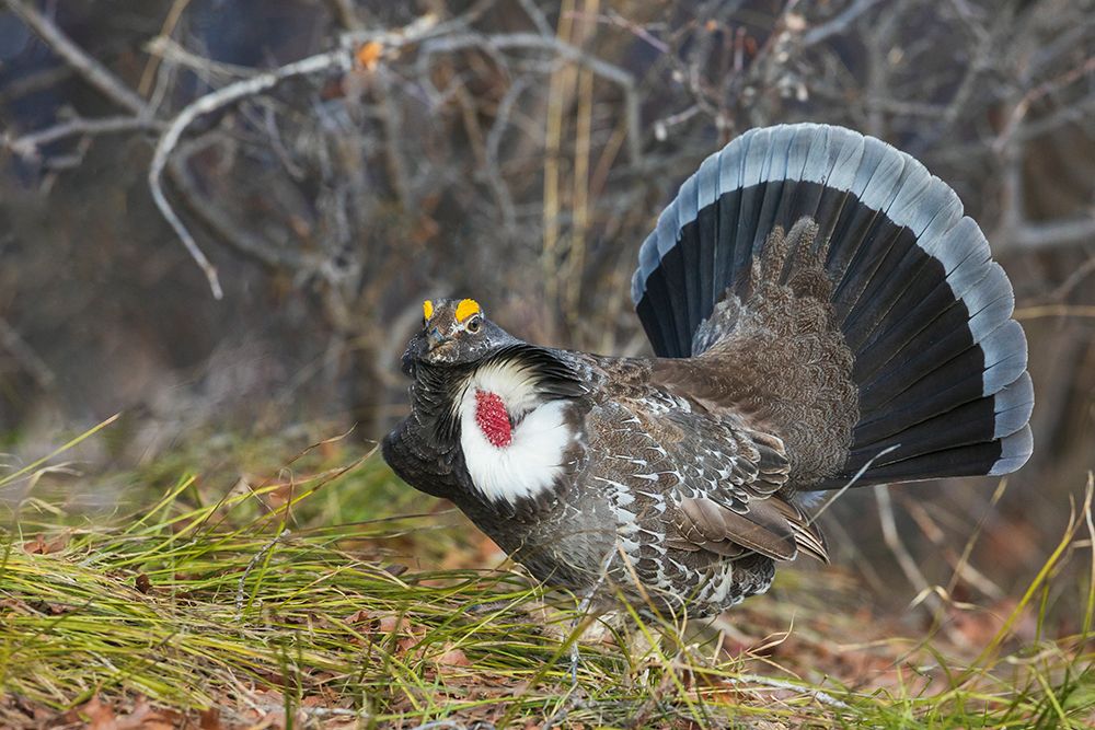 Dusky grouse-courtship display art print by Ken Archer for $57.95 CAD