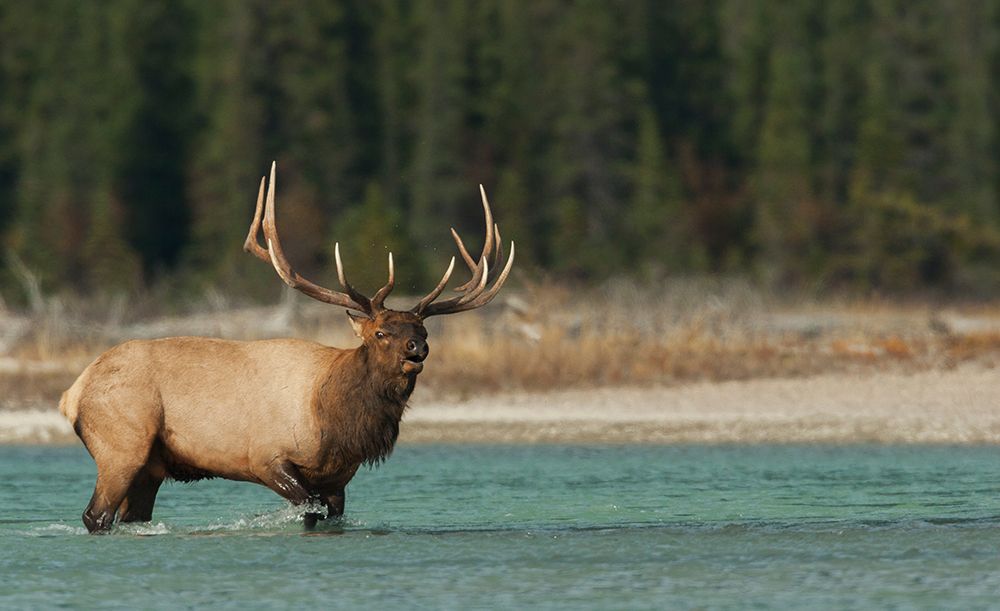 Bull elk bugling art print by Ken Archer for $57.95 CAD