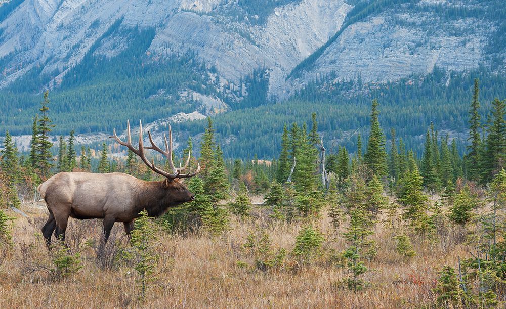 Bull elk in the Rockies art print by Ken Archer for $57.95 CAD
