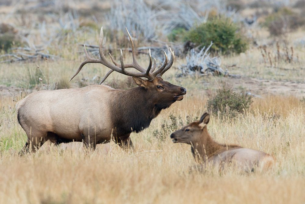 Bull elk patrolling art print by Ken Archer for $57.95 CAD