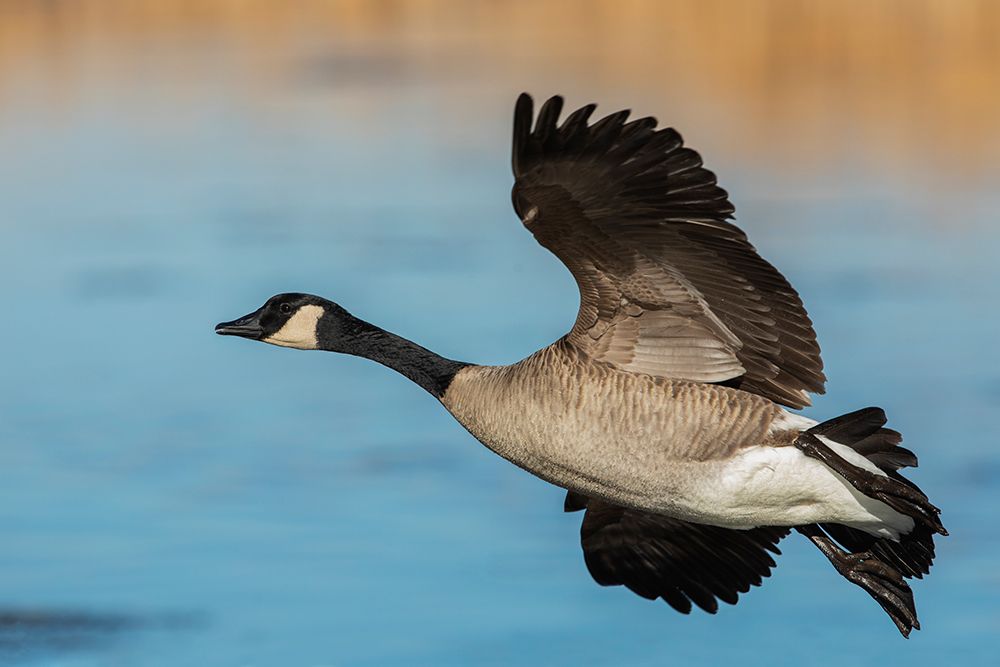 Greater Canada goose art print by Ken Archer for $57.95 CAD