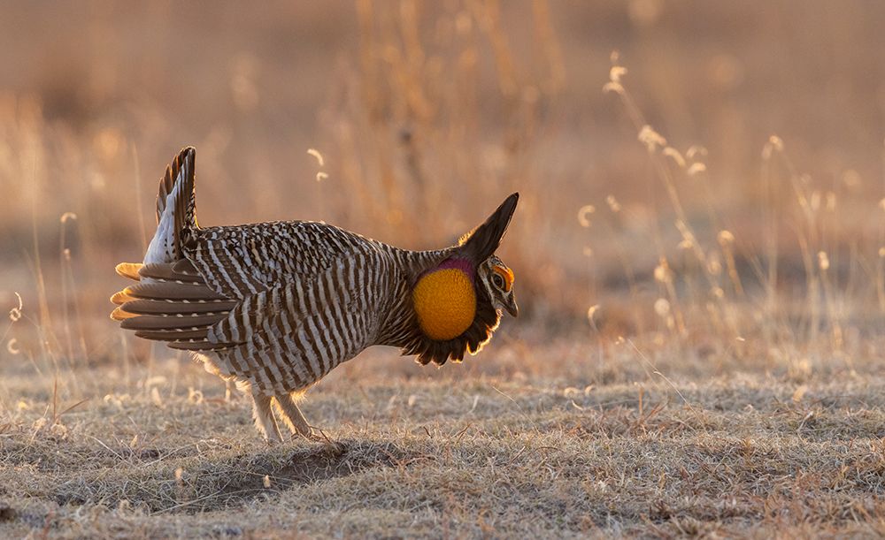 Greater prairie chickens-courtship display art print by Ken Archer for $57.95 CAD