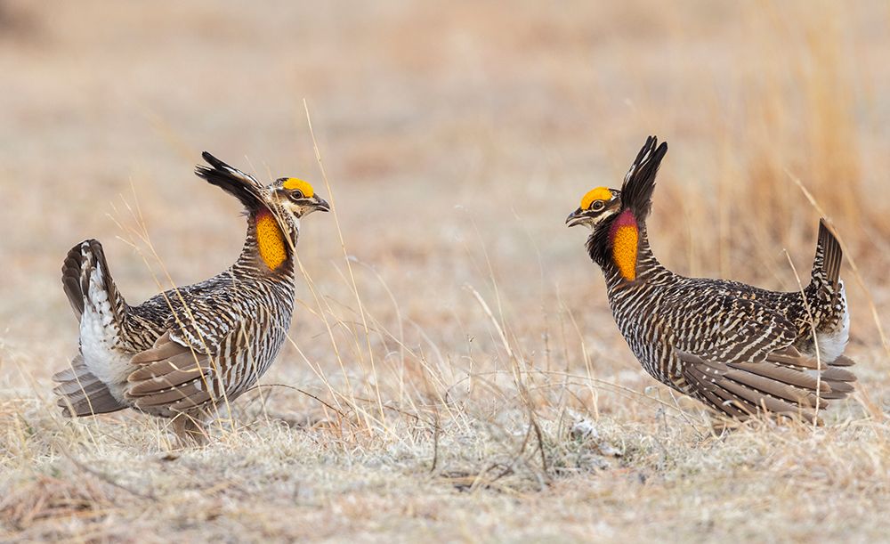 Greater prairie chickens-competing males art print by Ken Archer for $57.95 CAD