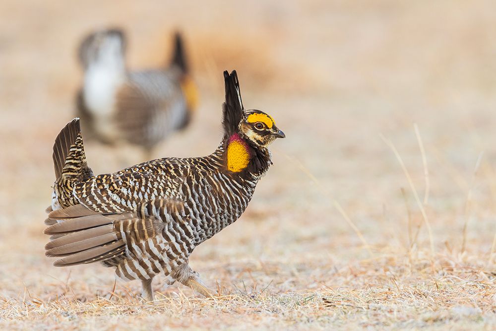 Greater prairie chickens-competing males art print by Ken Archer for $57.95 CAD