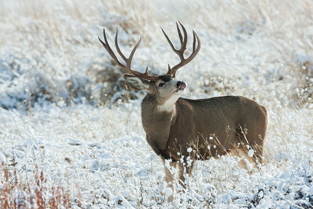Mule Deer Buck art print by Ken Archer for $57.95 CAD