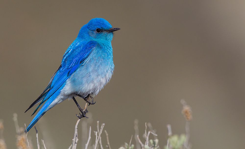 Male mountain bluebird art print by Ken Archer for $57.95 CAD