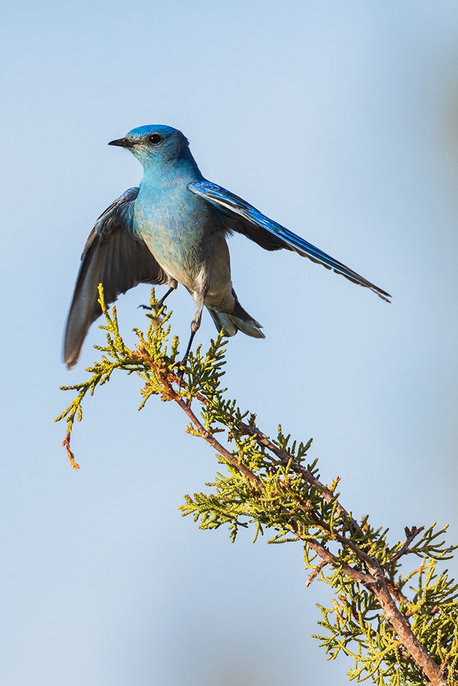 Mountain bluebird art print by Ken Archer for $57.95 CAD