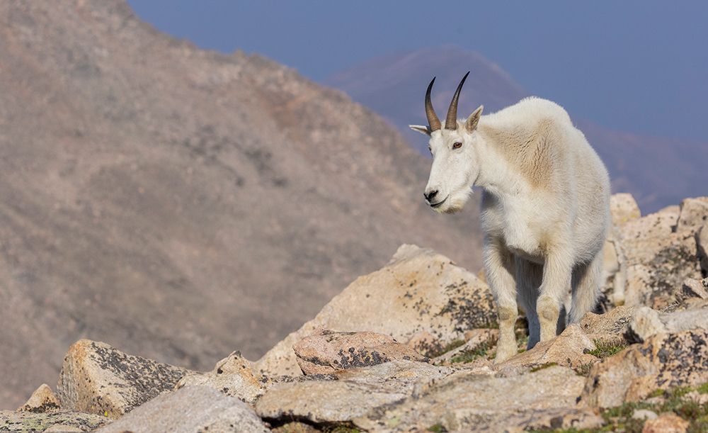 Mountain goat billy art print by Ken Archer for $57.95 CAD