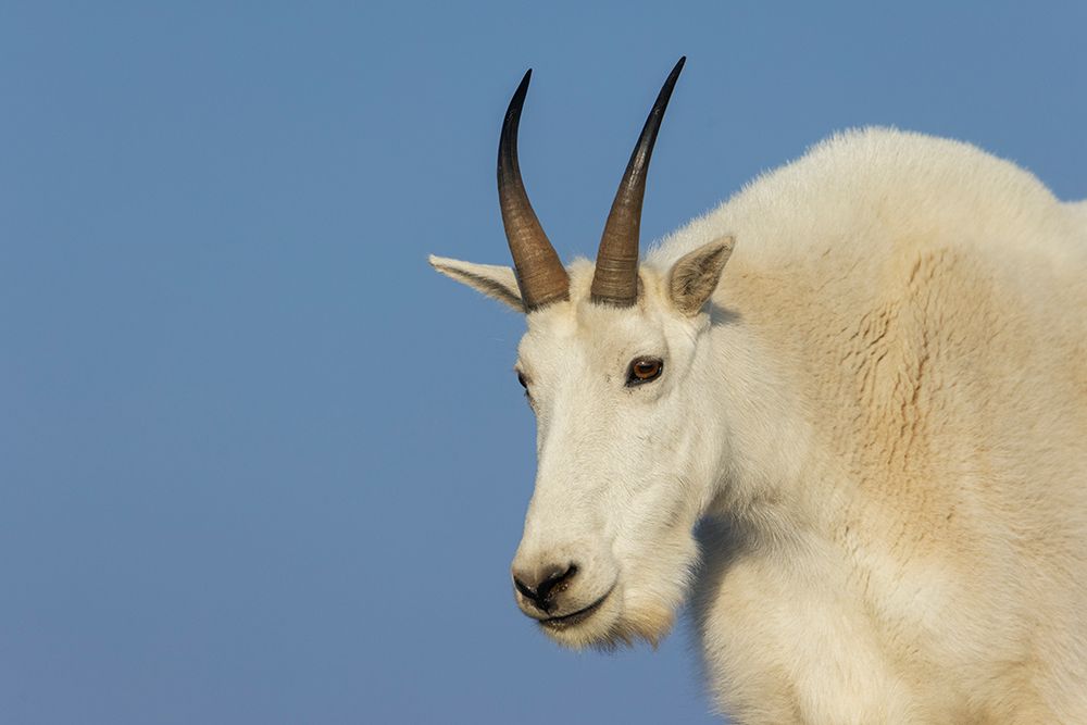Mountain goat billy art print by Ken Archer for $57.95 CAD