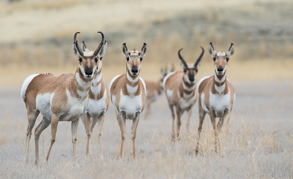 Pronghorns art print by Ken Archer for $57.95 CAD