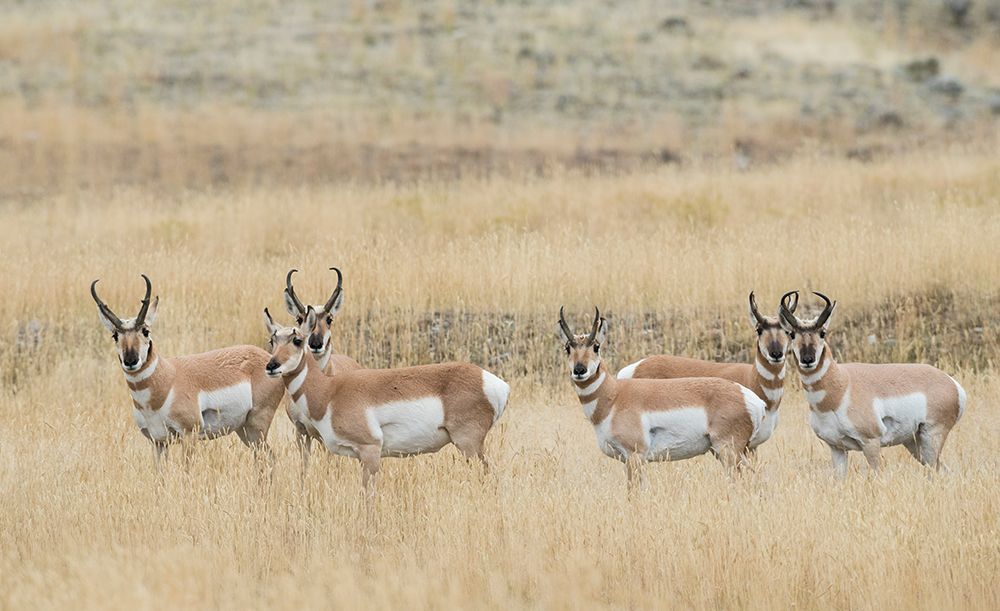 Pronghorns art print by Ken Archer for $57.95 CAD