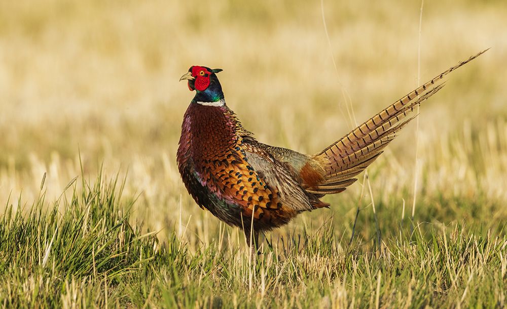 Ring-necked pheasant art print by Ken Archer for $57.95 CAD