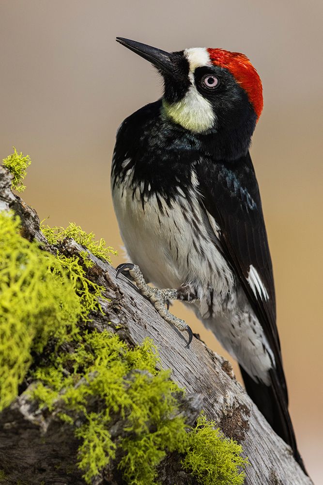 Acorn woodpecker art print by Ken Archer for $57.95 CAD