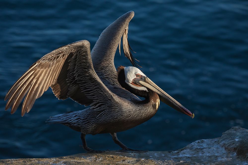 Brown pelican art print by Ken Archer for $57.95 CAD