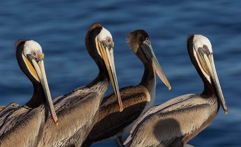 Brown pelican art print by Ken Archer for $57.95 CAD