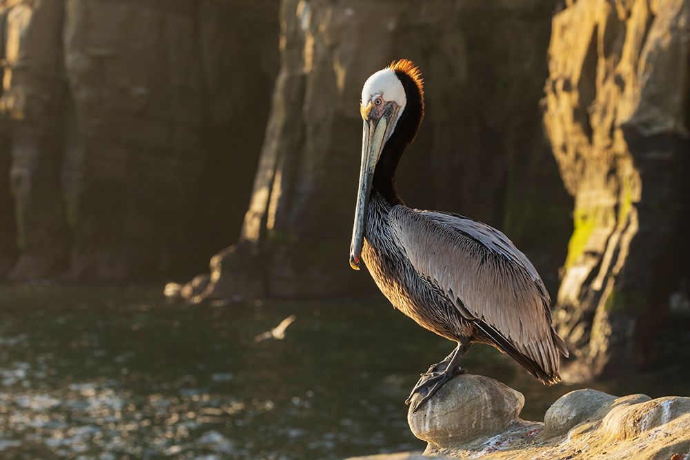 Brown pelican at first light art print by Ken Archer for $57.95 CAD